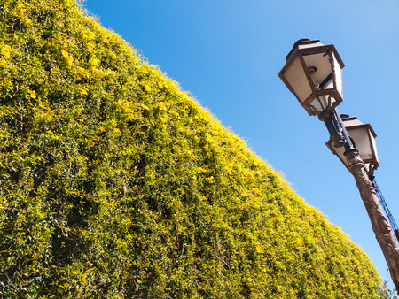 Yellow flowering hedge and street lamp on blue sky backgroundの写真素材