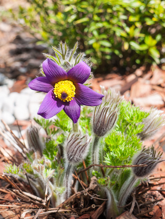 Pasque wild flower group in early spring garden