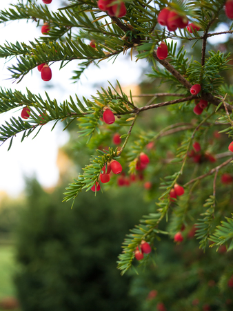 Beautiful yew tree twig with bright red berriesの写真素材