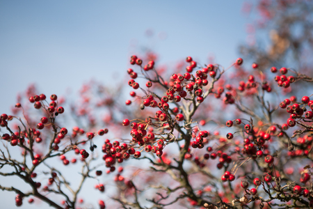 Red berries on hawthorn tree branches in autumnの写真素材