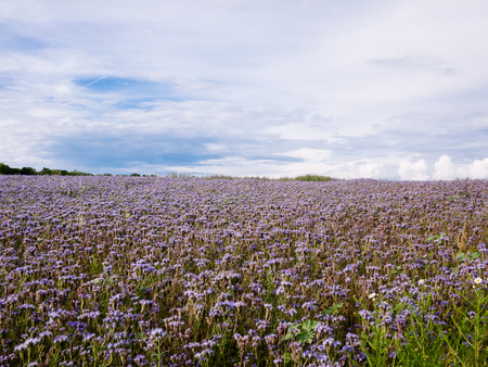 Field with Phacelia tanacetifolia flowers in summer afternoonの写真素材