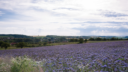 Field of Phacelia flowers at summer in the countrysideの写真素材