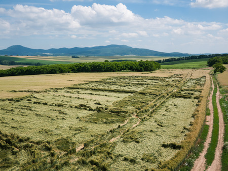 Field of green wheat after the storm