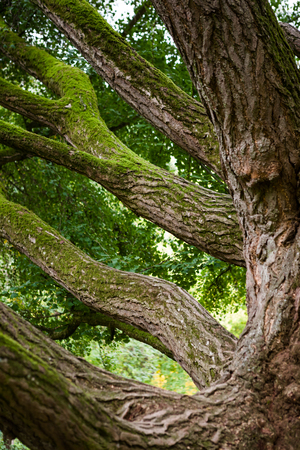 Massive mossy branches of two hundred years old ginkgo treeの写真素材