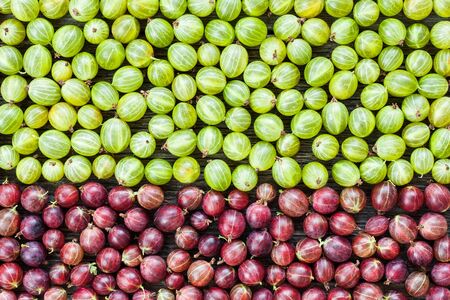 Background of green and red gooseberries lying on table. Top view of tasty healthy berriesの写真素材