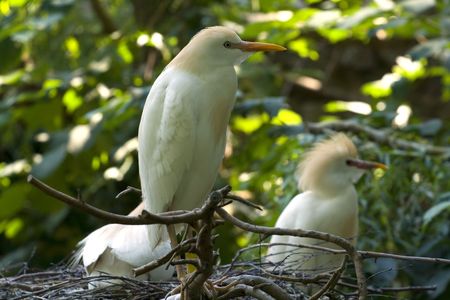 Birds  (Cattle Egret)の写真素材