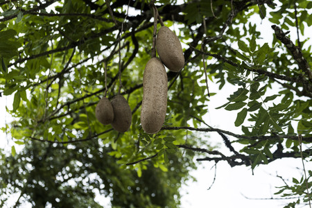 Kigelia or sausage tree on the way to Coorg, Karnatakaの写真素材