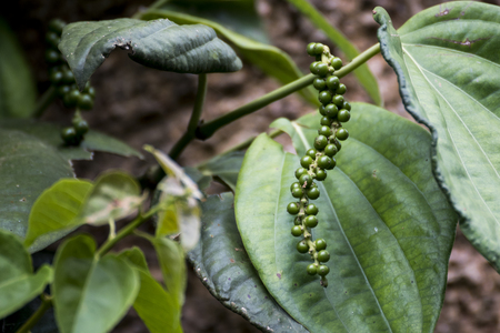 Unripe drupes of Black Pepper, Green Pepper plantation in coorg, Karnataka, Indiaの写真素材