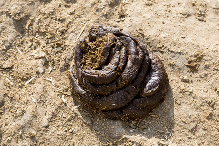 Cow dung on sand in Nathdwara, India