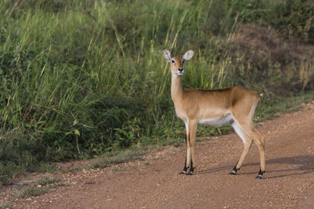 Impala Antelope at Murchison Falls National Park Safari Reserve in Uganda - The Pearl of Africaのeditorial素材