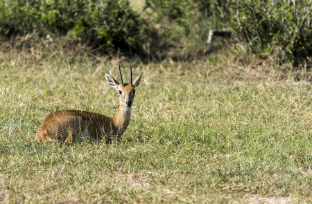 Impala Antelope at Murchison Falls National Park Safari Reserve in Uganda - The Pearl of Africaのeditorial素材