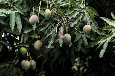 Bunch of green and yellow ripe mango on tree in Addis Ababa Ethiopia