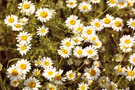 Field of daisy flowersの写真素材