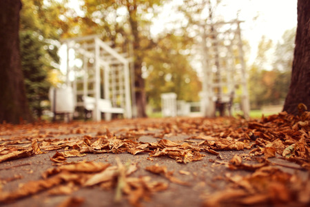 Autumn leaves on pathの写真素材
