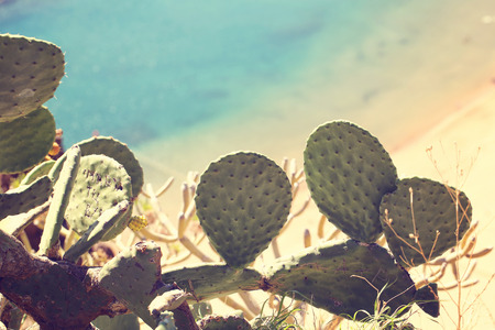 Cactus leavesの写真素材