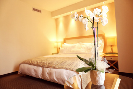 White orchid in hotel roomのeditorial素材