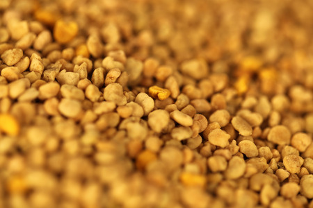 Pet food for dog catの写真素材