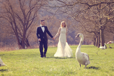 Couple walking in a park surrounded by swansの写真素材