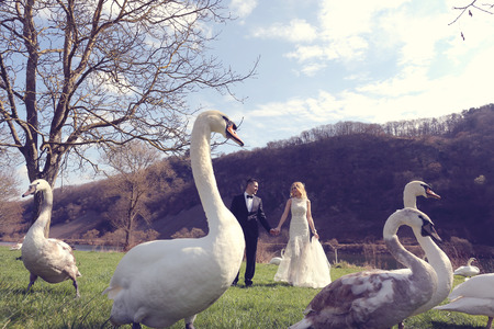 Couple walking in a park surrounded by swansの写真素材