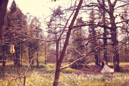 Small tree with bride and groom as silhouettes in the backgroundの写真素材