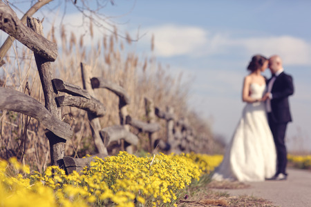 Yellow wildflowers with bride and groom as silhouettesの写真素材