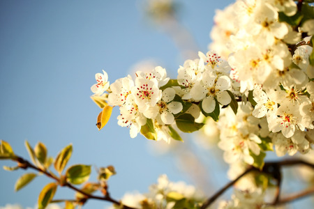 Spring blossom backgroundの写真素材