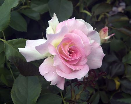 The hybrid tea rose の写真素材