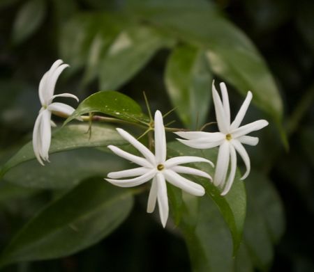 Three tiny white flowersの写真素材