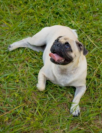 A young female Pug lying on grassの写真素材