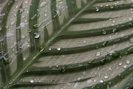 Raindrops on a single leafの写真素材
