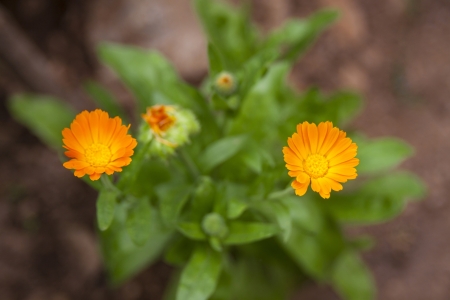 Pot marigold flower in a gardenの写真素材