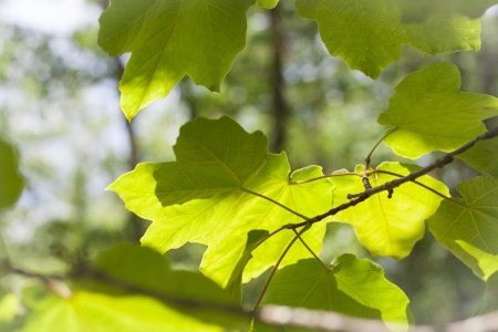 Green leaves against sunlight  Close-up