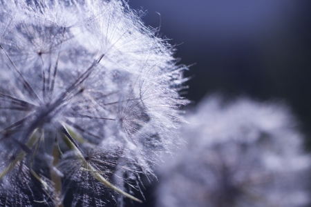 Flower Dandelion At Moonlight. Close-upの写真素材