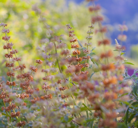 Wild flowers on a meadowの写真素材