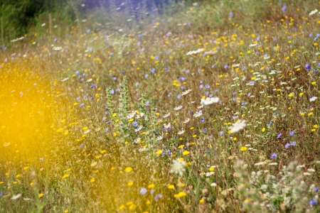 Wildflowers meadow. Mountain meadowの写真素材
