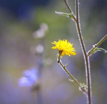 Yellow wildflower on a meadow. Closeの写真素材