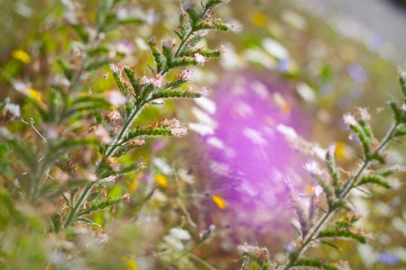 Violet wildflowers on a meadow. Close upの写真素材