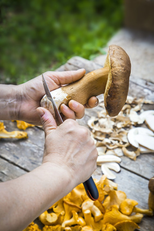 Slicing Fresh Boletus Edilus mushrooms on a wooden table and slices of dried ones, chanterelle mushroomsの写真素材