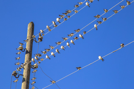 Swallows swarm sitting on a wire with clear blue sky in the background. Multitude of birdsの写真素材