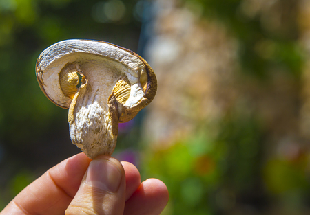 Human hand holding slice of natural dried Boletus Edulis mushroom on a green background. Organic food. Penny Bun fungiの写真素材