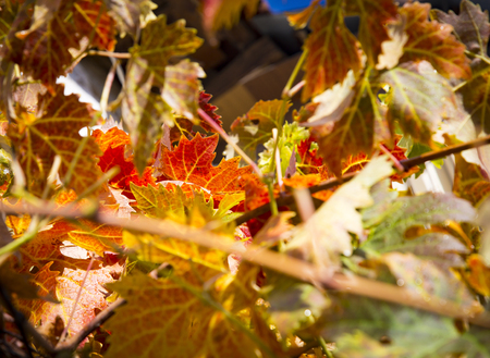 Rich colored vine leaves on a sunny autumn dayの写真素材