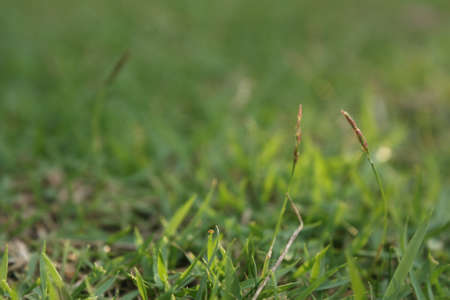 Grassの写真素材