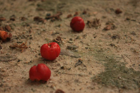 Three cherries on the groundの写真素材