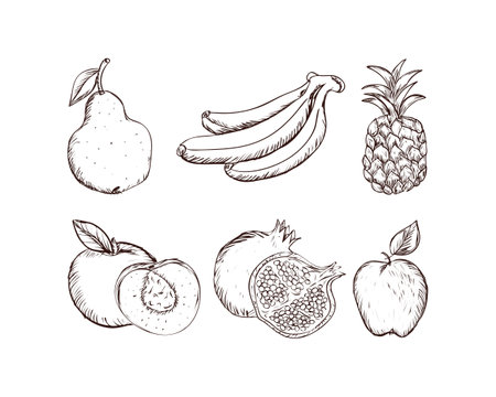 Set of hand drawn fruits. Vector illustration isolated on white background.のイラスト素材