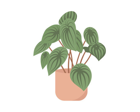 Houseplant in pot isolated on white background. Flat style vector illustration.のイラスト素材