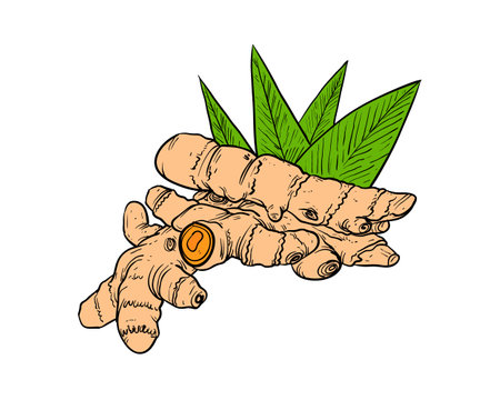 Ginger root with leaves. Hand drawn sketch. Vector illustration.のイラスト素材