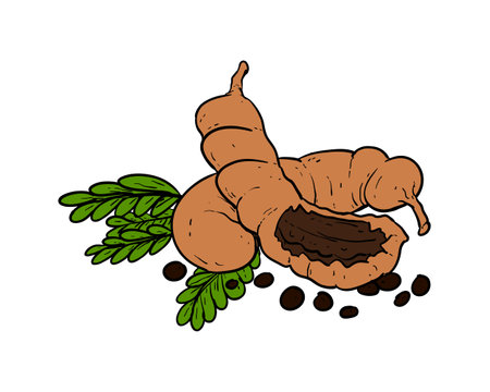 Tamarind. Vector illustration of a sweet tamarind.のイラスト素材