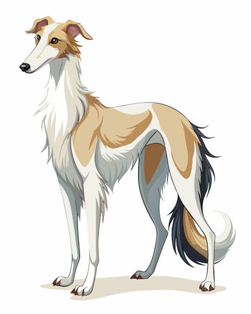 Whippet dog isolated on a white background. Vector illustration.のイラスト素材