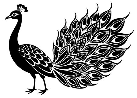 Peacock in black and white vector illustration isolated on white backgroundのイラスト素材