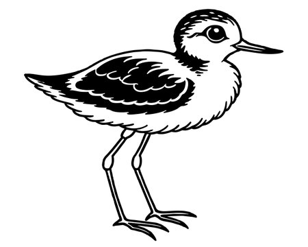 Sandpiper. Vector illustration of a bird on a white background.のイラスト素材